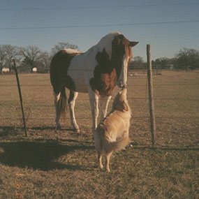 contact golden rule equine services