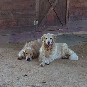 equine news